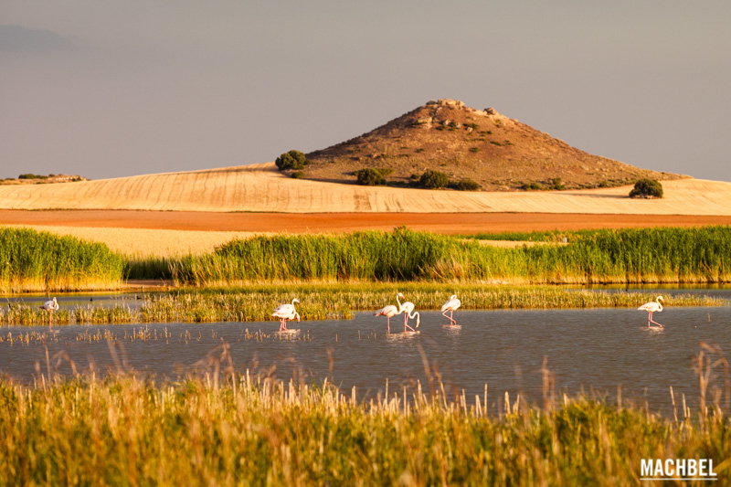 flamencos-en-la-laguna-de-petrola-provincia-de-albacete-lugares-para-visitar-castilla-la-mancha-by-machbel