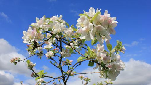 manzano-en-flor-sidra-kreb-510x287abc